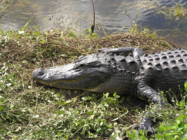 Alligator - Myakka River State Park