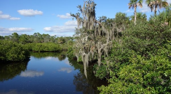 Floridas Natur Myakka River