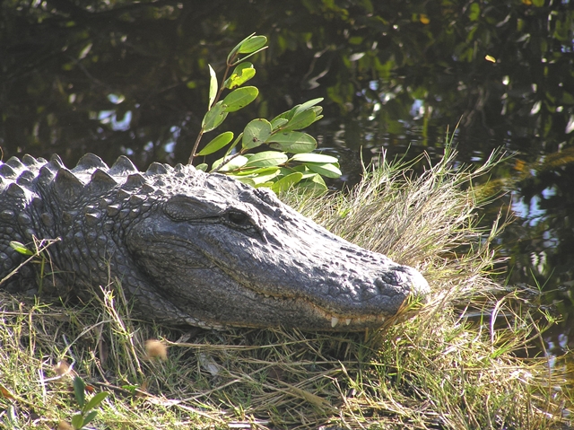 Interesting Things about Venice and Florida - Villa Happy ...