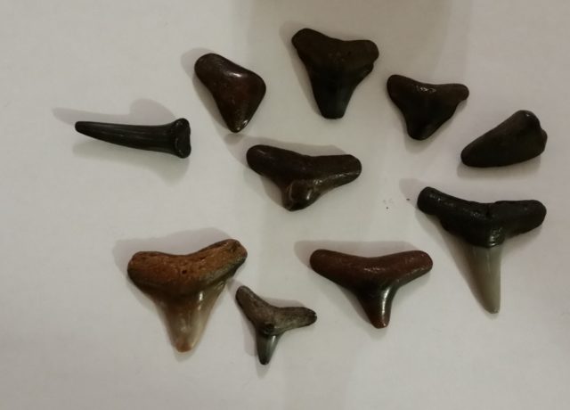 Venice Sharkteeth