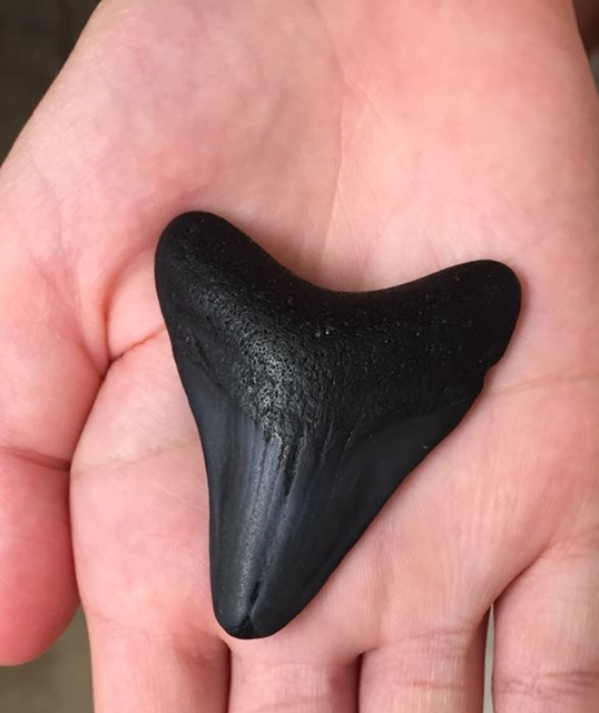 Large Shark Tooth