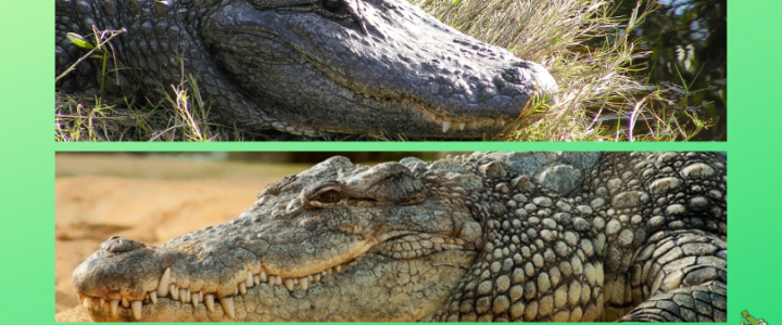 Alligator und Krokodil