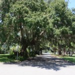 Beautiful old trees in Venice Historic District