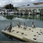 Popular Venice Marina