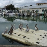 Popular Venice Marina