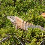 Meet him at Shamrock Park