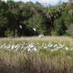 Birds at the Preserve