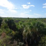 A view of the Everglades