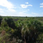 A view of the Everglades