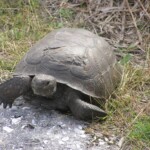 Tortoise at Shamrock Park Venice