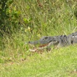 A friendly Alligator