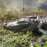 Alligators in Florida