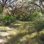 Jelks Preserve Venice