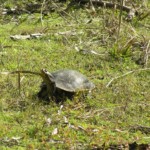 Jelks Preserve Venice