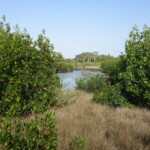 Lemon Bay Preserve Venice