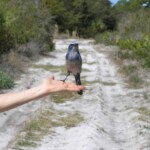 Lemon Bay Preserve Venice