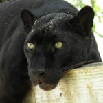 Octagon Wildlife Sanctuary