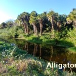 Alligator Creek Venice