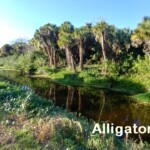 Alligator Creek Venice
