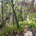 Alafia River Statepark