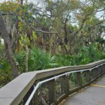 Alligator Creek Venice