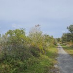 Alligator Creek Venice